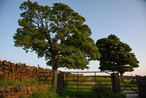This landscape photograph captures a Peak District rural scene in the United Kingdom on a summer evening. The image features two large trees with green foliage standing prominently beside a traditional dry stone wall and metal gate, with a gravel path leading further into the countryside. The soft, warm evening light highlights the natural beauty and tranquility of the area, showing the lush vegetation characteristic of summer. The composition showcases the essence of nature and the rural landscape typical of the Peak District, with trees and agricultural boundaries forming central elements of the view.